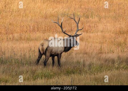 A bull elk or wapiti in Yellowstone National Park in Wyoming, USA. Stock Photo