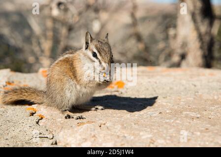 Chipmunk Enjoying a Snack Stock Photo