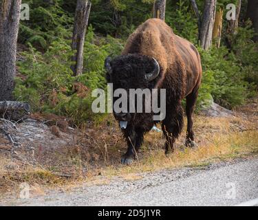 An American Bison bull walks alongside a road in Yellowstone National Park in Wyoming, USA. Stock Photo