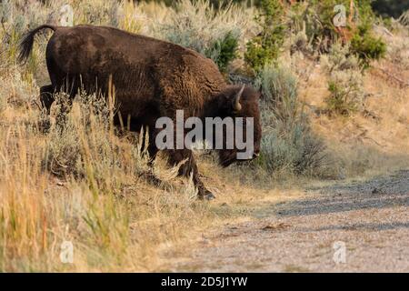 An American Bison walks onto a road in Yellowstone National Park in Wyoming, USA. Stock Photo