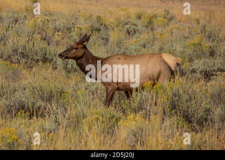 A cow elk or wapiti in Yellowstone National Park in Wyoming, USA. Stock Photo