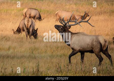 A bull elk or wapiti with his harem of cow elk in Yellowstone National Park in Wyoming, USA.  The bull is sniffing the air to see if any of the cows a Stock Photo