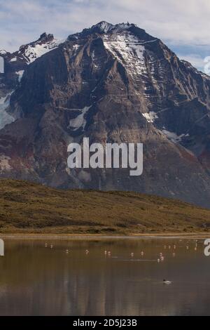 Black-necked Swans and Chilean Flamingos in a small lake in Torres del Paine National Park in Chile.  In the background is Cerro Almirante Nieto. Stock Photo