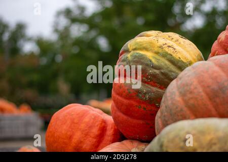 A Large Orange and Green Pumpkin in a Pile With Other Pumpkins at a Farmer's Market Stock Photo