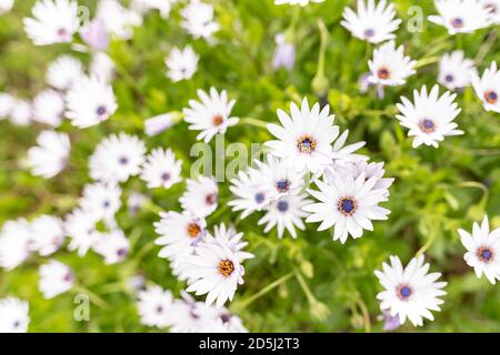 Lots of daisies in a garden Stock Photo