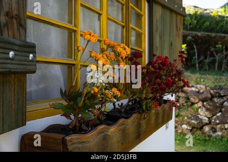 A group of colorful orange Kalanchoe flowers (a genus of tropical, succulent flowering plants in the family Crassulaceae) cultivated on a flower bed. Stock Photo