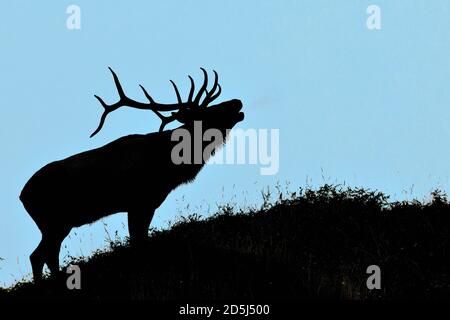 A silhouette image of a large bull elk 'Ovis canadensis', standing on a hilltop, bugling a challenge to another bull elk in rural Alberta Canada Stock Photo