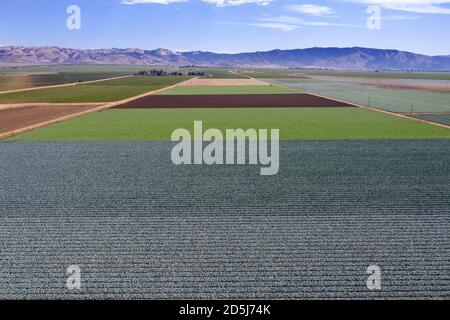 Aerial view of lettuce fields in the fertile Salinas Valley in Monterey County of California Stock Photo