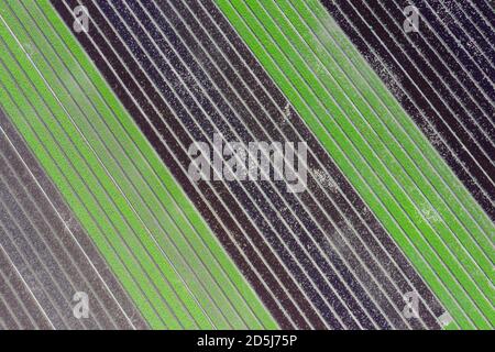 Rows of green and red lettuce abstract aerial photo of the Salinas Valley of California Stock Photo