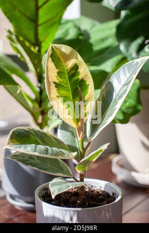 A small Varigated Rubber Tree (Ficus Elastica Variegata) sits in a white pot on a desk decorating a home office, with a Fiddle Leaf Fig in the backgro Stock Photo