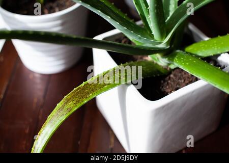 areca palm for indoors Indoor Areca Palm Tree – Royal Plantscape Garden