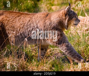 Beautiful brown, spotted lynx walking through the grass . Contrasting green background. Close up portrait of this big cat. Stock Photo