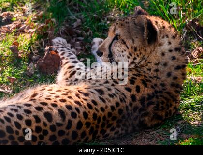 Beautiful spotted cheetah relaxing in the grass. Contrasting green background. Close up portrait. Grass and leaves on the ground Stock Photo