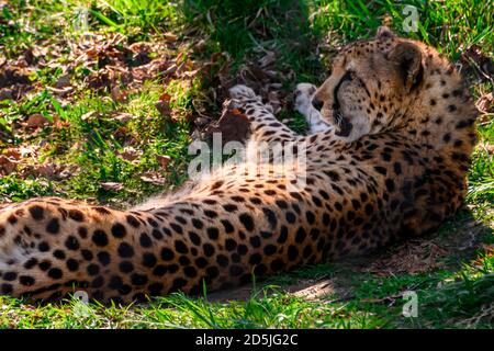 Beautiful spotted cheetah relaxing in the grass. Contrasting green background. Close up portrait. Grass and leaves on the ground Stock Photo