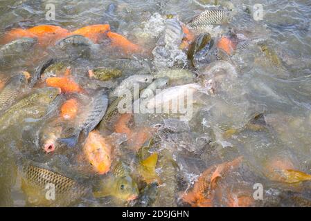 Tilapia farm freshwater / Golden carp fish tilapia or orange carp and catfish eating from feeding food on water surface ponds in the fish farm Stock Photo