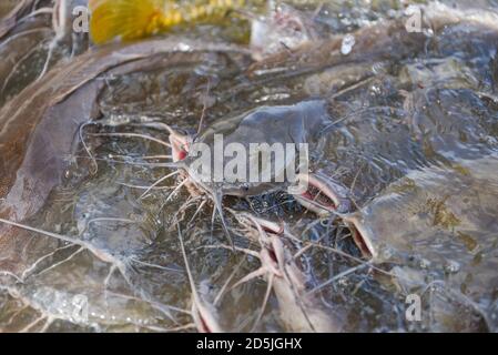 Catfish eating from feeding food on water surface ponds / Freshwater fish farm Stock Photo