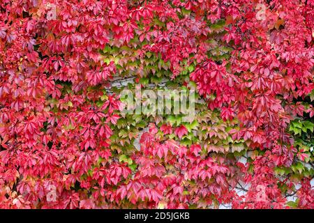Berlin, Germany. 12th Oct, 2020. Most of the leaves of a wild wine have turned an autumnal colour. Credit: Jens Kalaene/dpa-Zentralbild/dpa/Alamy Live News Stock Photo