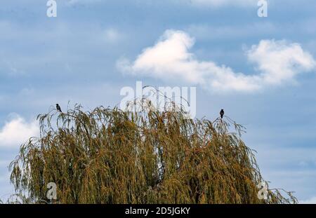 Berlin, Germany. 12th Oct, 2020. Two hooded crows sit on a weeping willow. Credit: Jens Kalaene/dpa-Zentralbild/ZB/dpa/Alamy Live News Stock Photo