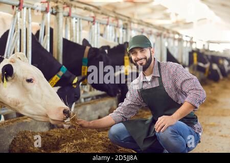 Portrait of a male farmer who is feeding a cow in a cowshed on a farm with straw in his hands. Stock Photo