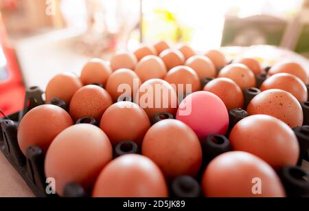 Egg in black plastic tray in chicken farm. Eggs in carton. Hen eggs from organic farm. Poultry product. Outstanding concept. Pink salted egg. Stock Photo
