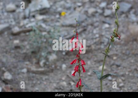 Red raceme inflorescences, Eaton Fireflower, Penstemon Eatonii ...