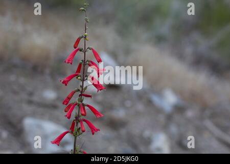 Red raceme inflorescences, Eaton Fireflower, Penstemon Eatonii ...