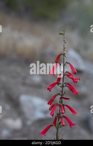 Red raceme inflorescences, Eaton Fireflower, Penstemon Eatonii ...
