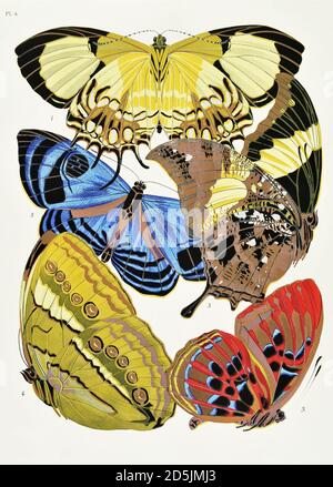 Butterflies: twenty phototype boards colored to the pattern. PL IV 1. Helicopis acis (Guiana) 2. Mesosemia croesus (Guiana) 3. Hypna clytemnestra (Bra Stock Photo