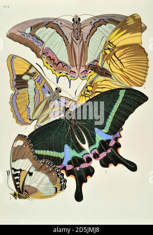 Butterflies: twenty phototype boards colored to the pattern. PL VIII 1. Eriboea athamas (India) 2. Adelpha melanippe (Venezuela) 3. Adelpha bredowi (N Stock Photo