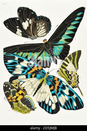 Butterflies: twenty phototype boards colored to the pattern. PL X 1. Euploea rhadamanthus (Inde) 2. Troides brookeana (Borneo) 3. Erasmia pulchella (S Stock Photo