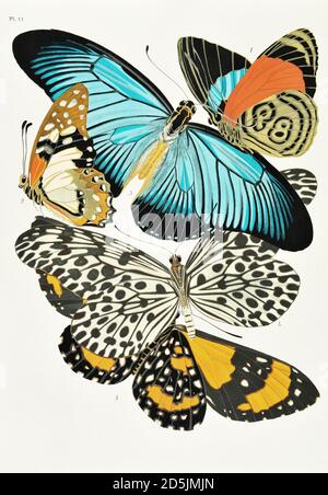 Butterflies: twenty phototype boards colored to the pattern. PL XI 1. Callicore marchali (Columbia) 2. Papilio pylades (Congo) 3. Papilio zalmoxis (Co Stock Photo