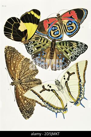 Butterflies: twenty phototype boards colored to the pattern. PL XII 1. Delias neagra (New Guinea) 2. Catagramma kolyma (Amazonia) 3. Dichorragia nesim Stock Photo