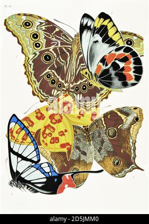 Butterflies: twenty phototype boards colored to the pattern. PL XV 1. Delias harpalyce (Australia) 2. Morpho deidamia (Giana) 3. Anteros bracteata (Gu Stock Photo