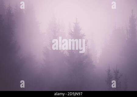 Spruce forest in the purple mist background Stock Photo