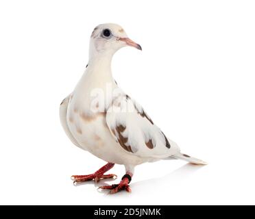 African collared dove in front of white background Stock Photo