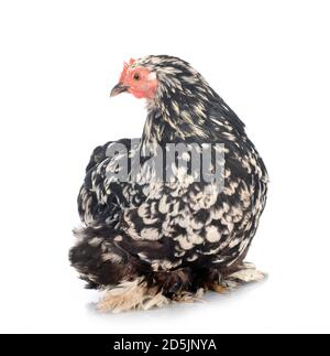 Pekin Bantam in front of white background Stock Photo