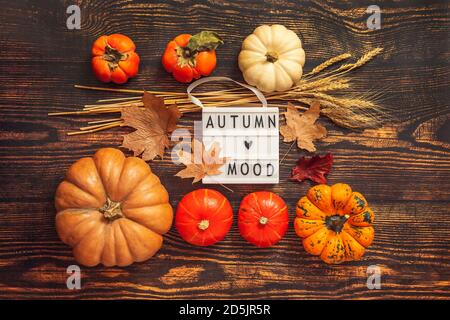 Flat lay Still life Autumn mood. Pumpkins, wheat ears, maple leaves and lightbox on a brown wooden background. Stock Photo
