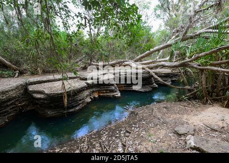 Fallen tree across the Douglas River, Douglas Daly, Northern Territory, NT, Australia Stock Photo