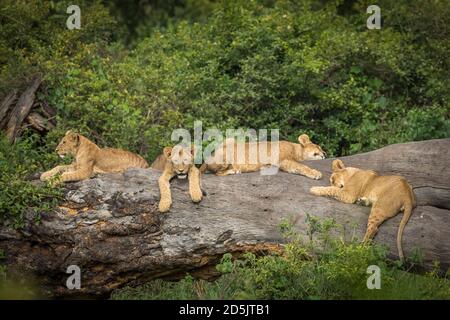 Lion cubs lying on a large tree log in green bush in Ngorongoro Crater in Tanzania Stock Photo