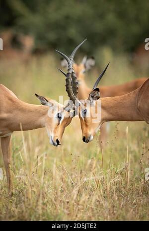 Vertical close up on heads of two impalas fighting in Savuti in Botswana Stock Photo