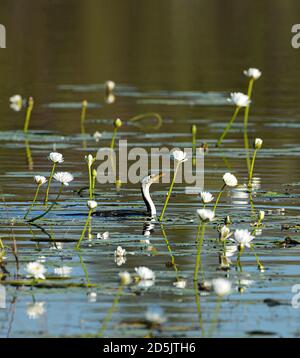 Little Pied Cormorant (Phalacrocorax melanoleucos) swimming among water lilies, Leaning Tree Lagoon, Marrakai, Northern Territory, NT, Australia Stock Photo