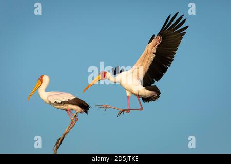 Two yellow billed horn bill in Chobe River with blue sky in the background in Botswana