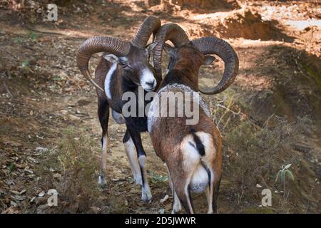 adult male mouflon (Ovis orientalis musimon) with large antlers in mating season in Ojen, Marbella. Andalusia, Spain Stock Photo