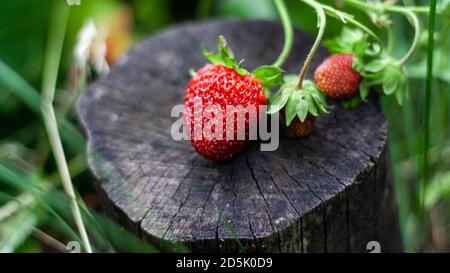 Three red strawberries lie on stump against background of green leaves. Beautiful composition of ripe strawberries on small hemp podium. Growing usefu Stock Photo