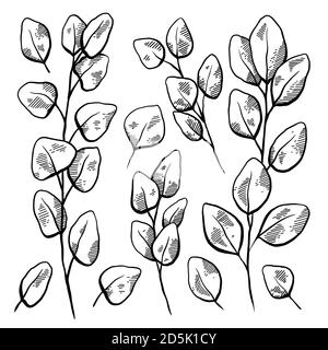 Botanical engraving illustration of eucalyptus populus. Set of sketch eucalyptus branches with foliage and hatching. Vector black and white objects fo Stock Vector