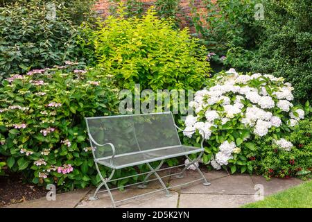 Vintage metal garden bench in peaceful garden corner next to hydrangea shrubs. Stock Photo