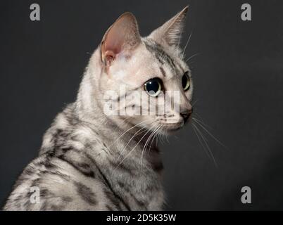 Close up profile portrait of a pretty silver bengal cat. Stock Photo