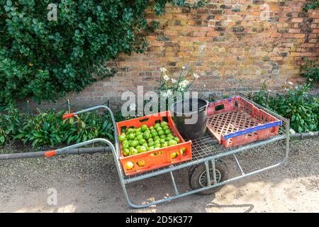 Large old wheelbarrow in a garden with crates half filled with crop of green apples. Stock Photo