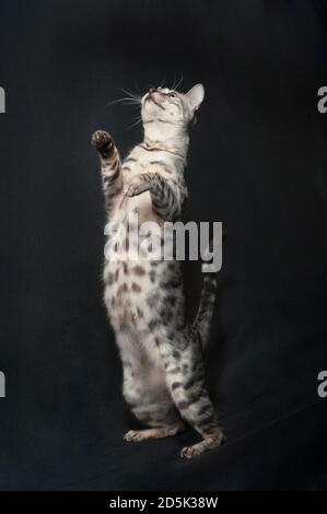 Silver bengal cat standing up on her back legs stretching. Stock Photo