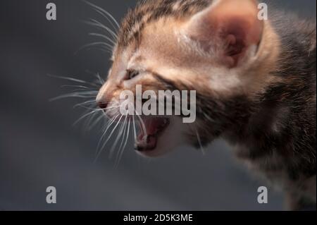 Close up portrait of a meowing bengal kitten with its mouth open. Stock Photo